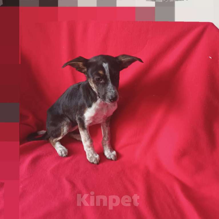 Собаки в Санкт-Петербурге: Щенок в добрые руки Девочка, 100 руб. - фото 1