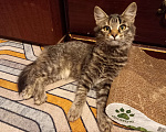Кошки в Москве: Котёнок Стеша ищет семью Девочка, Бесплатно - фото 1