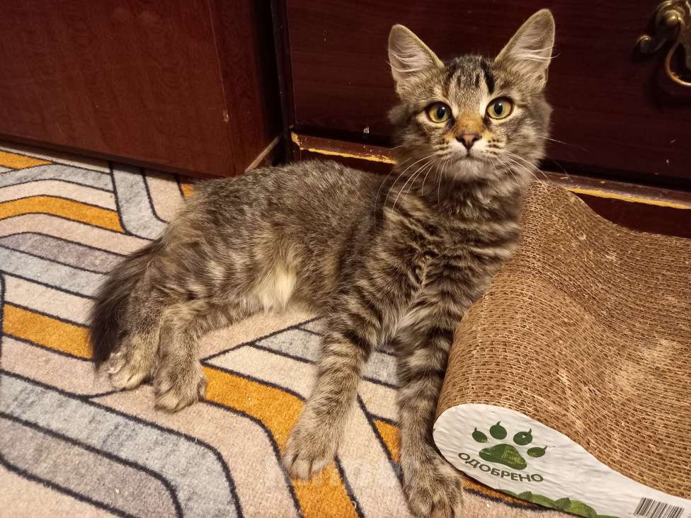 Кошки в Москве: Котёнок Стеша ищет семью Девочка, Бесплатно - фото 1