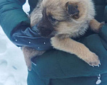Собаки в Липецке: Щенки Бельгийской овчарки Девочка, Бесплатно - фото 1