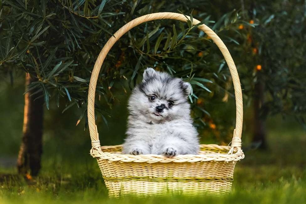 Собаки в Ярославле: Шпиц окраса мерль Девочка, 45 000 руб. - фото 5