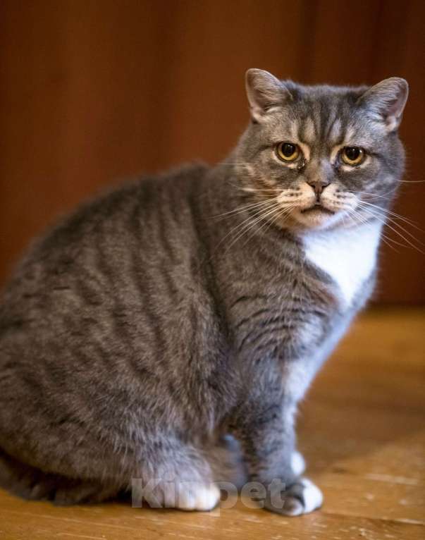 Кошки в Калуге: Очаровательная Бамбина. Кошка в добрые руки. Девочка, Бесплатно - фото 3