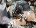 Кошки в Саратове: Котята в добрые руки Разнополые, Бесплатно - фото 1