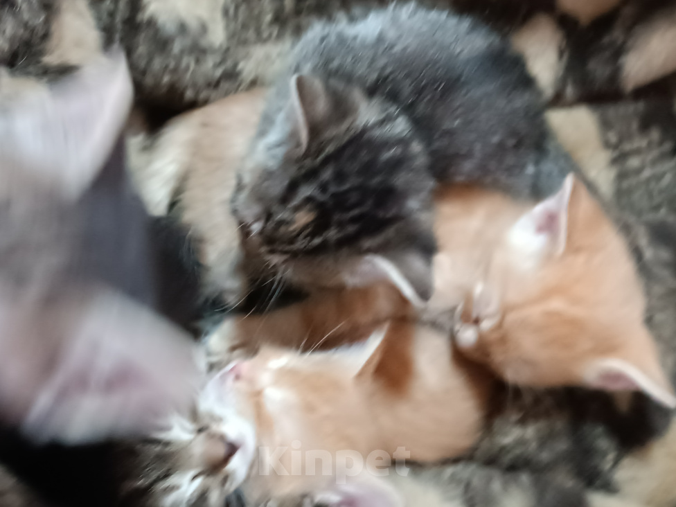 Кошки в Саратове: Котята в добрые руки Разнополые, Бесплатно - фото 1