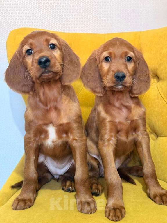 Собаки в Москве: Щенки ирландского сеттера Девочка, 75 000 руб. - фото 2