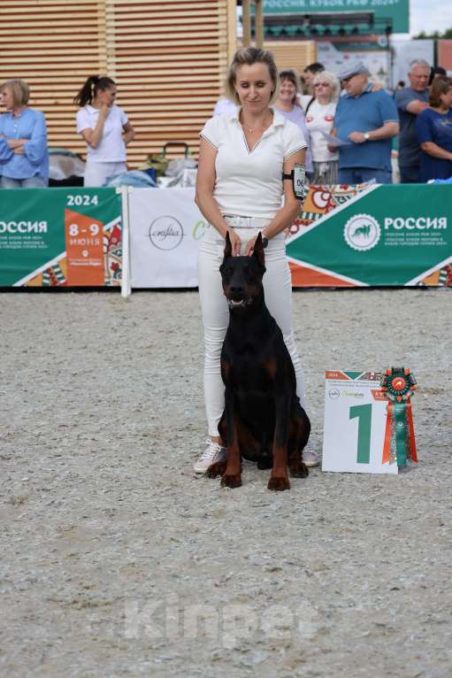 Собаки в Санкт-Петербурге: Щенок добермана в питомнике Версаль Манифик Мальчик, 130 000 руб. - фото 3