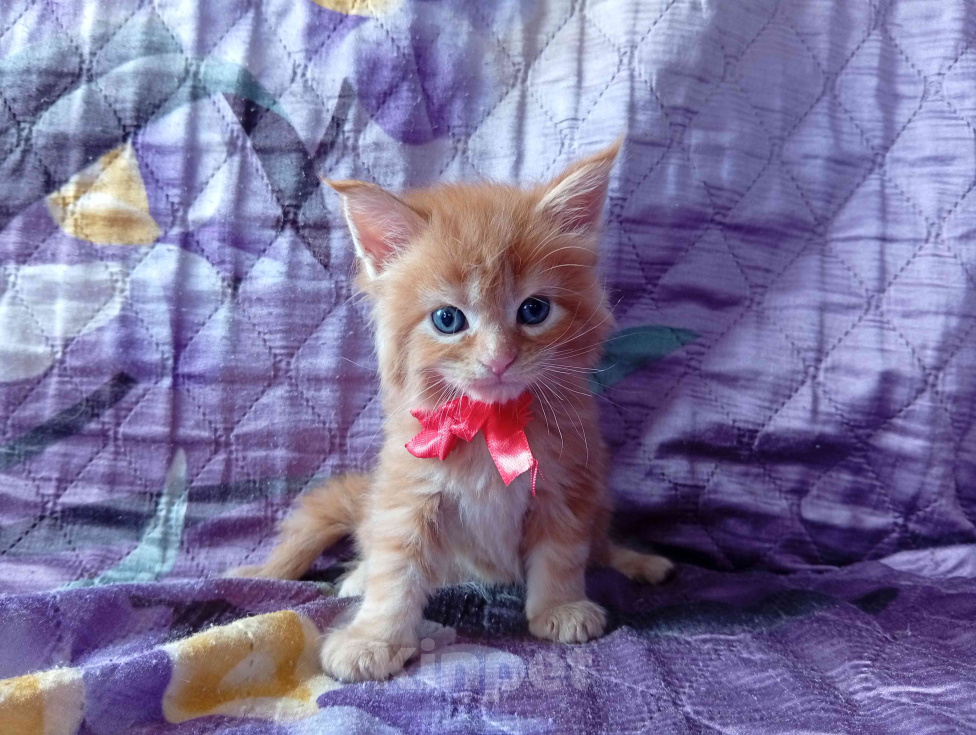 Кошки в Омске: Котята породы мейн-кун Девочка, 10 000 руб. - фото 5
