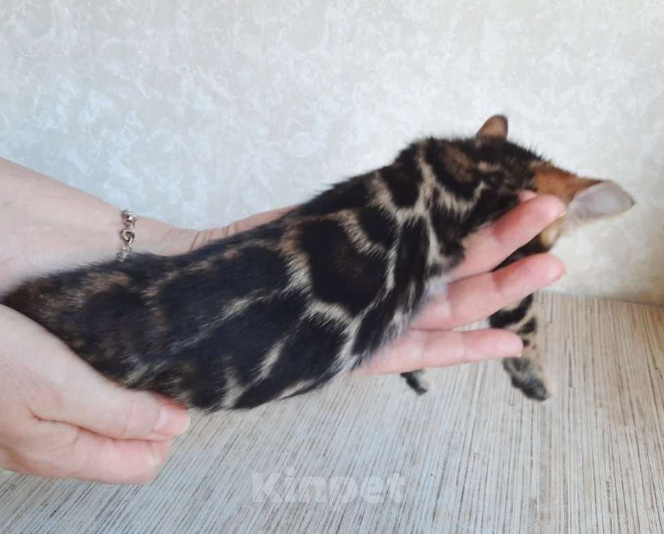 Кошки в Москве: Клубные бенгальские котята Девочка, 60 000 руб. - фото 3