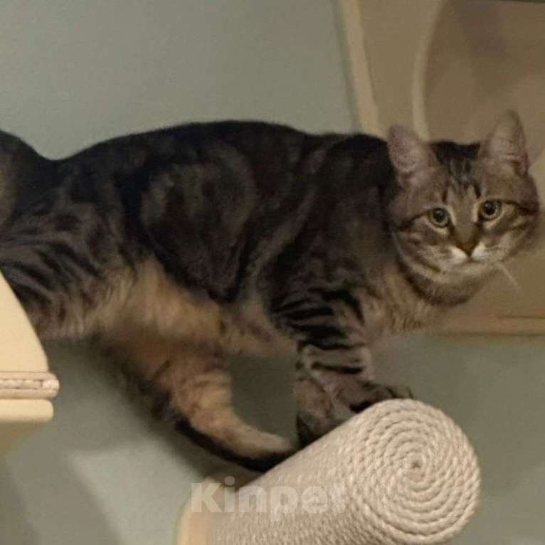 Кошки в Москве: Коту отрубили хвостик Мальчик, Бесплатно - фото 5