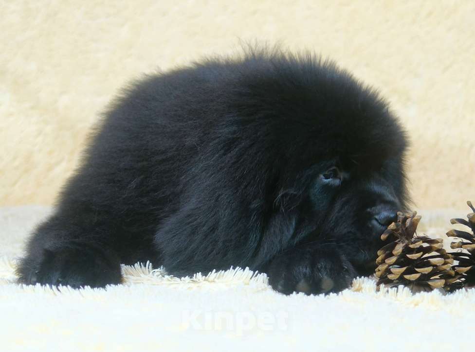 Собаки в Москве: Ньюфаундленд щенки Девочка, 100 000 руб. - фото 1