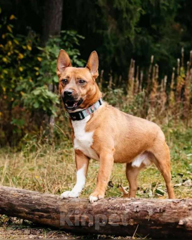 Собаки в других городах Московской области: Арчи солнышко ищет семью Мальчик, Бесплатно - фото 9