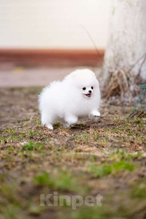 Собаки в Видном: Белый померанский шпиц Мальчик, 50 000 руб. - фото 1