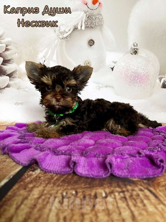 Собаки в Сосновом Бору: Мальчики шоко йорка Несквик ( документы НРКА) Мальчик, 70 000 руб. - фото 1