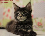 Кошки в Тюмени: Великолепные котята породы мейн кун, 1 руб. - фото 6