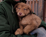 Собаки в Щелково: Отдам собаку в добрые руки Мальчик, 1 руб. - фото 2