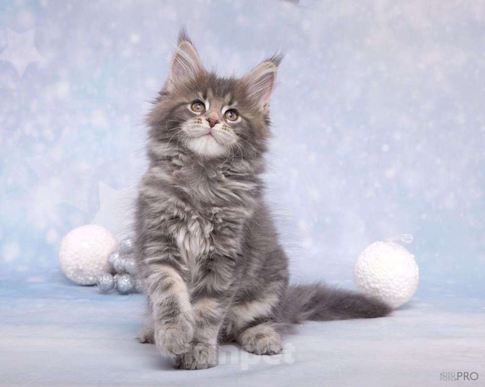 Кошки в Новосибирске: Голубая красавица Девочка, 40 000 руб. - фото 2