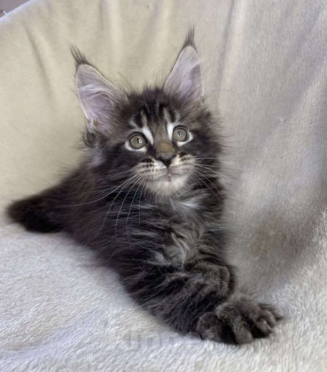 Кошки в Дмитрове: Черный мраморный мальчик мейн кун Мальчик, 40 000 руб. - фото 5