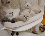 Кошки в Москве: Пушистые умные малыши Мальчик, Бесплатно - фото 3