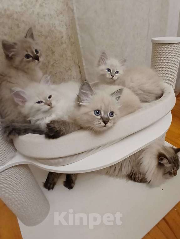 Кошки в Москве: Пушистые умные малыши Мальчик, Бесплатно - фото 3