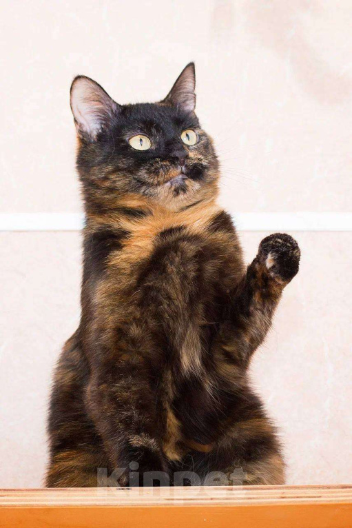 Кошки в Москве: Черепашки - тоже люди! Девочка, Бесплатно - фото 2