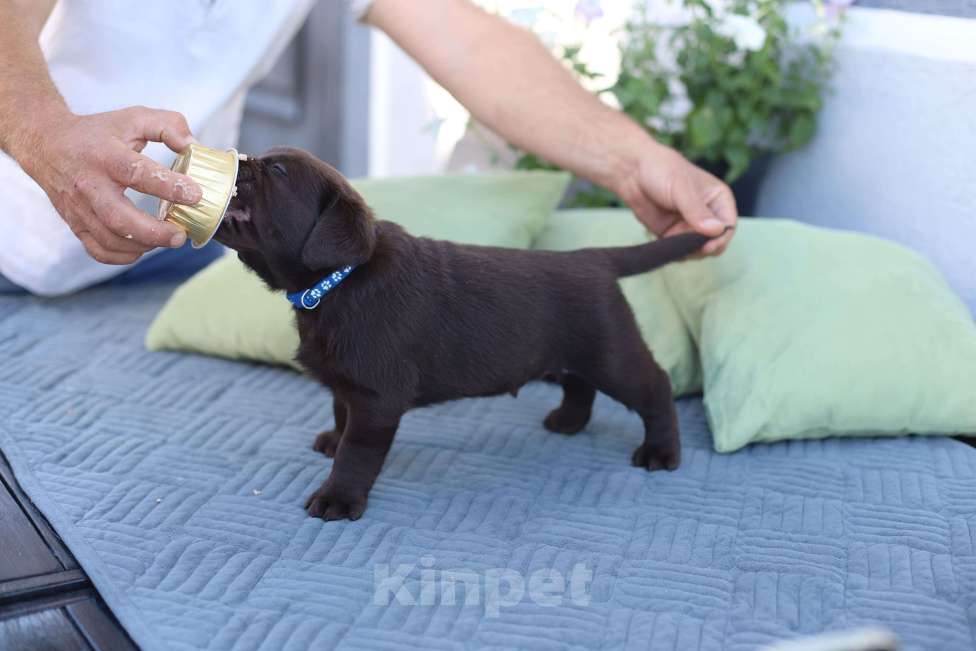 Собаки в других городах Краснодарского края: Рассел лунный камень от пары чемпионов 🏆 Мальчик, Бесплатно - фото 2