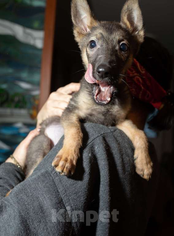 Собаки в Москве: Я Марсик - мечта Мальчик, Бесплатно - фото 4