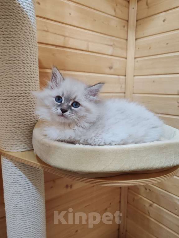 Кошки в других городах Московской области: Мальчик Кубик Мальчик, 80 000 руб. - фото 4