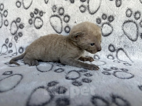 Кошки в Балашихе: Котик Дастин Мальчик, 70 000 руб. - фото 2