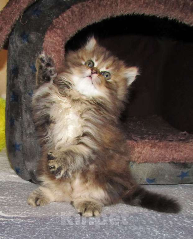 Кошки в Санкт-Петербурге: Шотландские котята Девочка, Бесплатно - фото 10