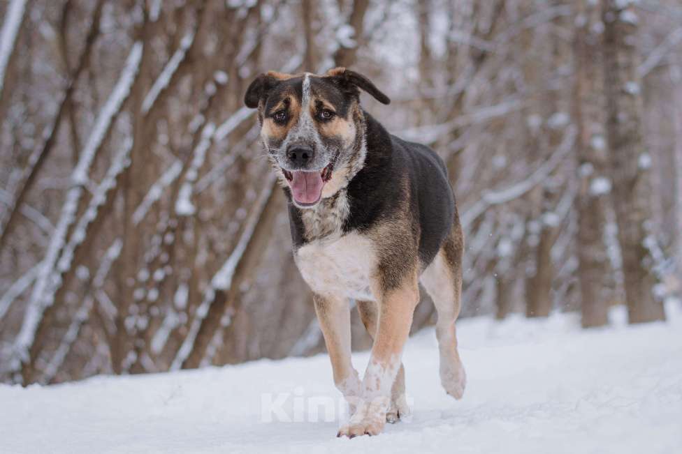 Собаки в Москве: Дюк Мальчик, Бесплатно - фото 3