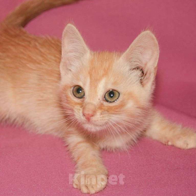 Кошки в Москве: Маленький рыжий котенок в беде 🆘️ Срочный поиск дома Мальчик, Бесплатно - фото 4