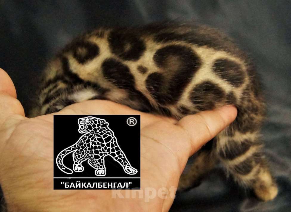 Кошки в Хабаровске: БЕНГАЛЬСКИЕ КОТЯТА. ПИТОМНИК Девочка, Бесплатно - фото 5
