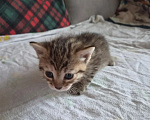 Кошки в Иркутске: Котята от американская гладкошерстная кошка Разнополые, 10 руб. - фото 2