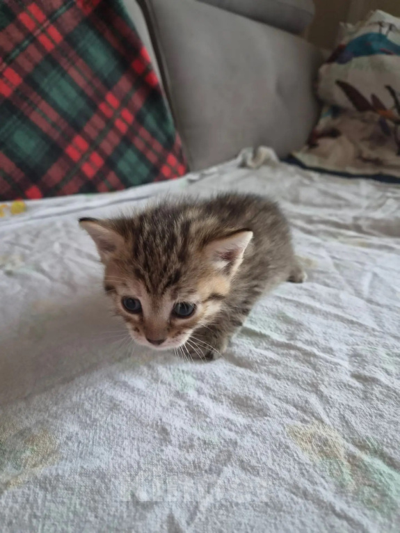 Кошки в Иркутске: Котята от американская гладкошерстная кошка Разнополые, 10 руб. - фото 2