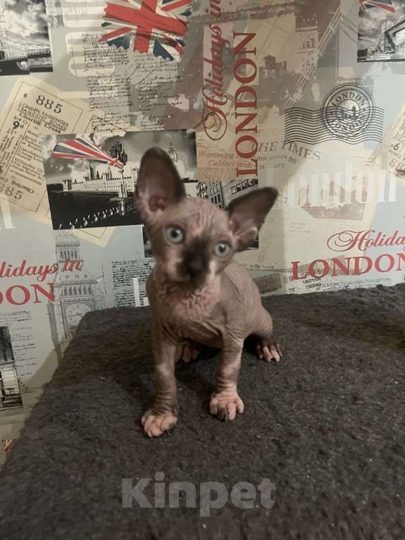 Кошки в Видном: Канадец 2 месяца  Мальчик, 15 000 руб. - фото 4