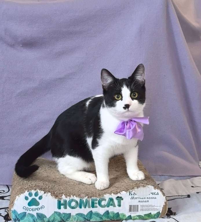 Кошки в Москве: Смешной, милый  котёнок Коржик с мухой на носу ищет дом и семью! Мальчик, Бесплатно - фото 10