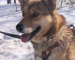 Собаки в Москве: Молодой пес из приюта Мальчик, Бесплатно - фото 2
