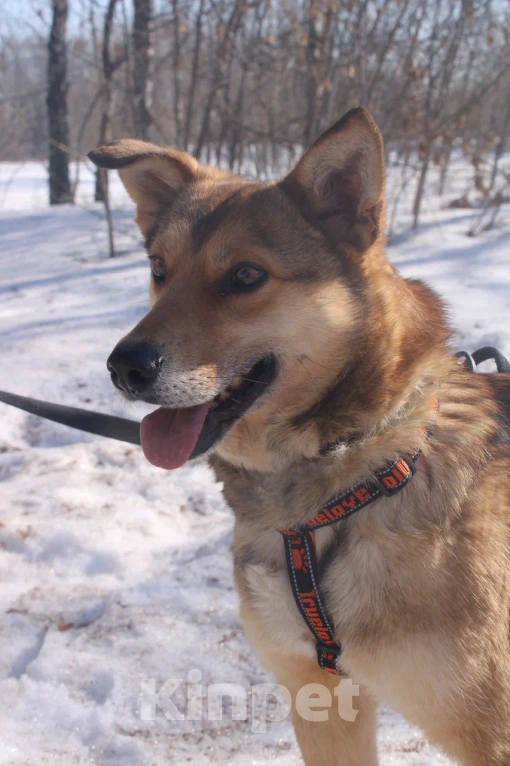Собаки в Москве: Молодой пес из приюта Мальчик, Бесплатно - фото 2
