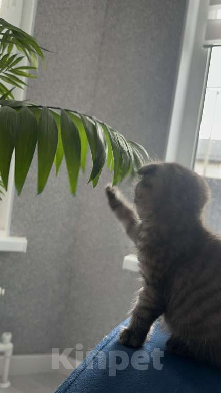 Кошки в Москве: милейшая девочка ищет семью  Девочка, 15 000 руб. - фото 3