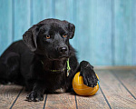 Собаки в Москве: Черный щенок лабрадора Лада в добрые руки Девочка, 1 руб. - фото 2