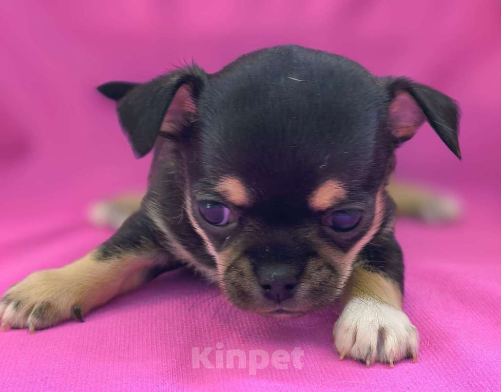 Собаки в Москве: Мальчик чихуахуа Мальчик, 35 000 руб. - фото 5