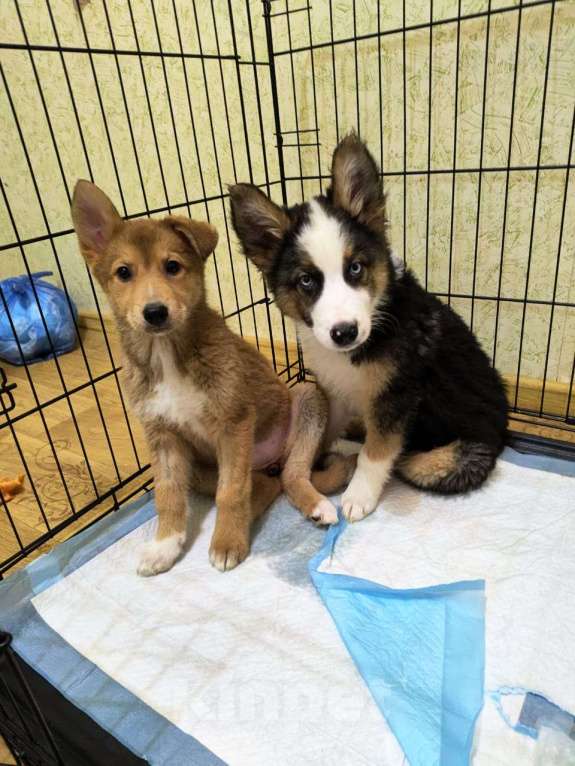 Собаки в Лосином-Петровском: Якутята из ппбж Мальчик, Бесплатно - фото 8