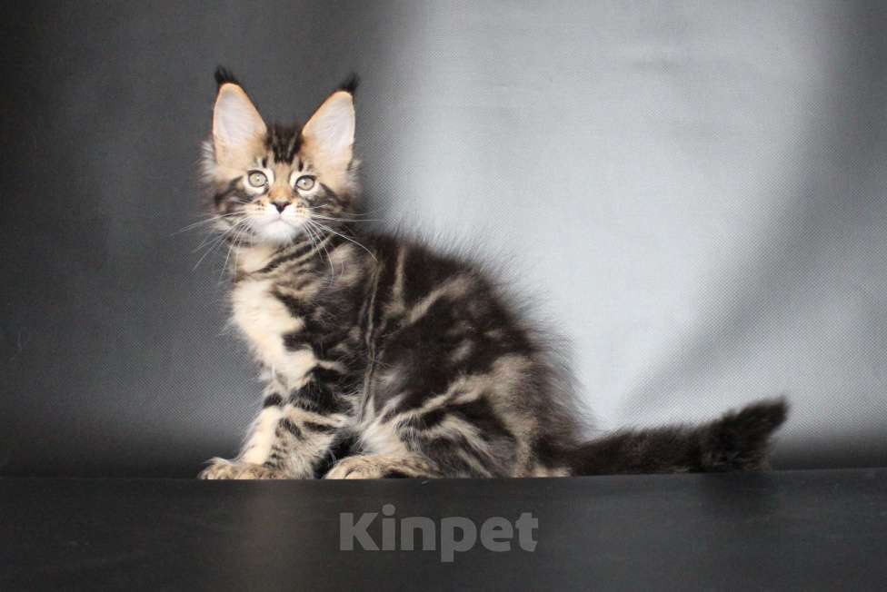 Кошки в Екатеринбурге: Котёнок мейн-кун Цефей Мальчик, 50 000 руб. - фото 3