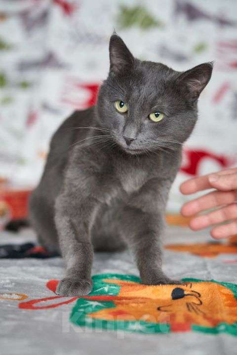 Кошки в Москве: Маффин, серый красавец с мягким сердцем ищет дом Мальчик, Бесплатно - фото 7