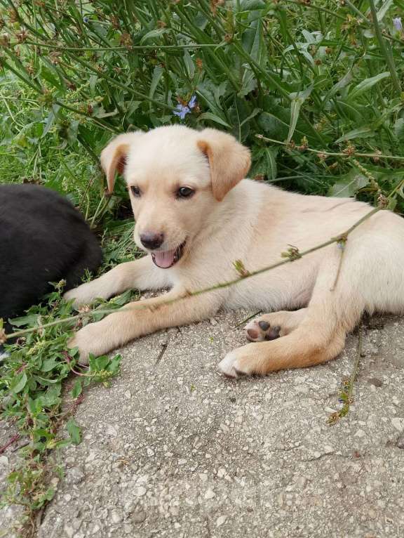 Собаки в Кинели: Щенок в добрые руки Девочка, 1 000 руб. - фото 2