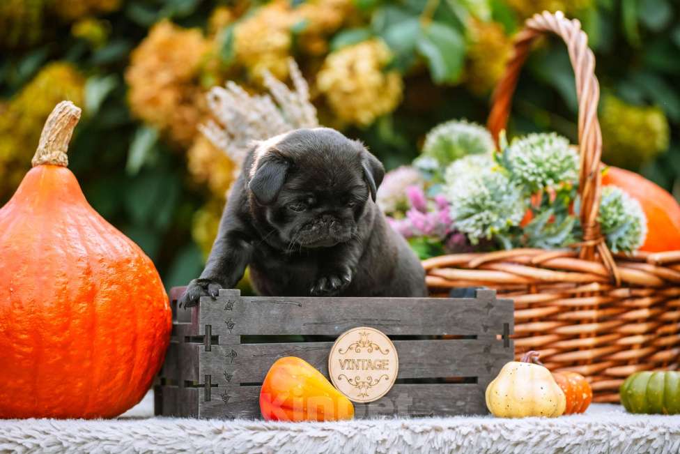 Собаки в Новосибирске: Мопс Сейлор Мун Девочка, 60 000 руб. - фото 2