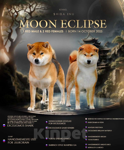 Собаки в Москве: Щенок сиба девочка Девочка, 82 000 руб. - фото 4