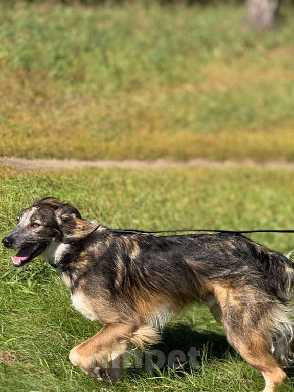 Собаки в Москве: Мистер улыбка Мультик Мальчик, Бесплатно - фото 4