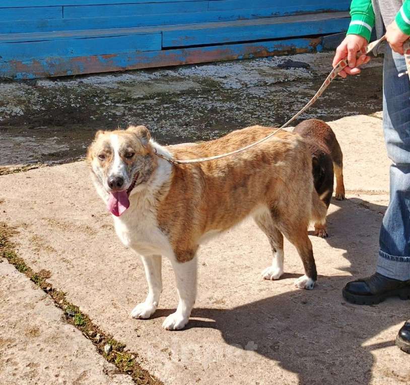 Собаки в Москве: Мега ласковая собака Тигруша в поисках своей семьи Девочка, Бесплатно - фото 5