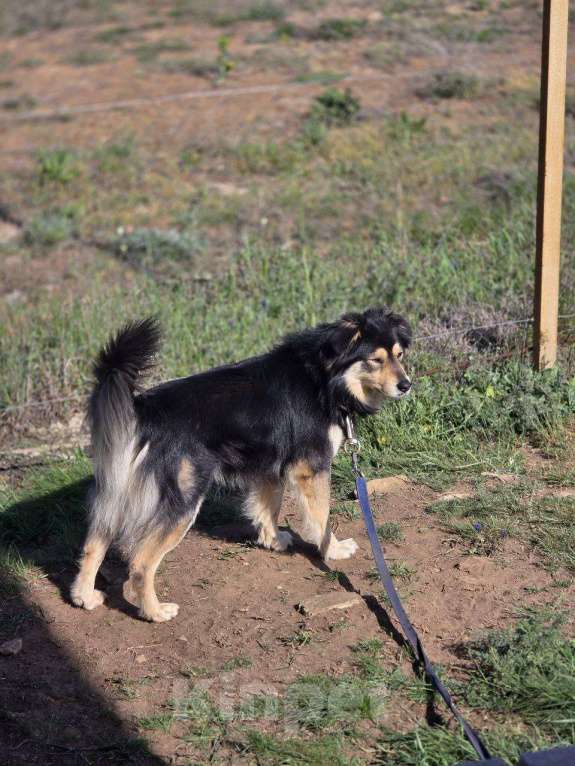 Собаки в других городах Крыма: Пропал пес по кличке Къара  Мальчик, 5 000 руб. - фото 2